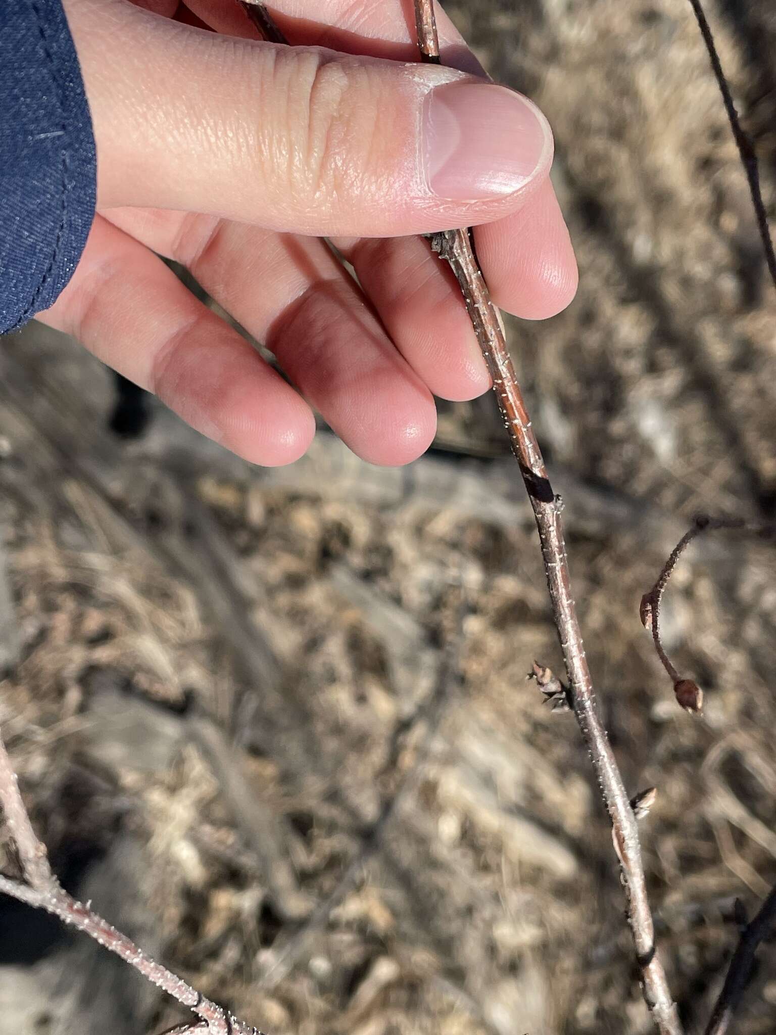 Image of Betula costata Trautv.