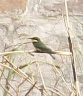 Image of Blue-breasted Bee-eater