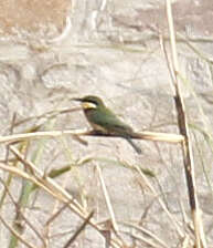 Image of Blue-breasted Bee-eater