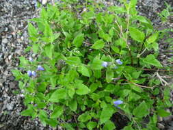 Image of Salvia similis Brandegee