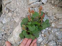 Image of mountainsorrel