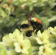 Слика од Bombus huntii Greene 1860