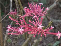 Image of Vasconcellea parviflora A. DC.