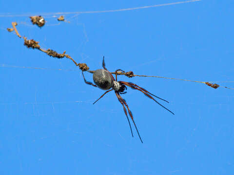 صورة Trichonephila edulis (Labillardière 1799)