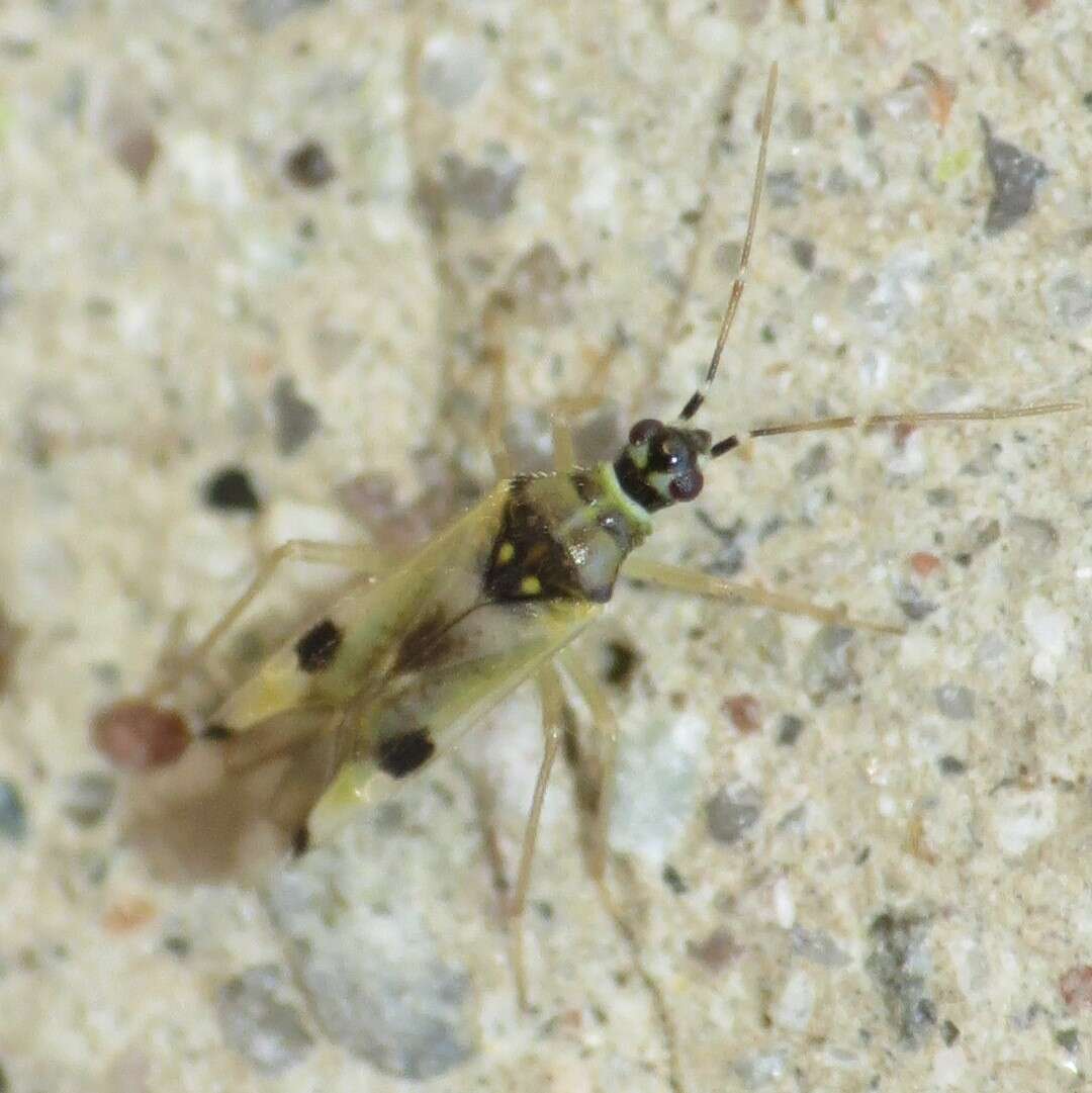 Image of Tupiocoris notatus (Distant 1893)