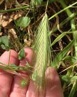 Image of smooth barley