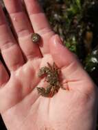 Image of broad-clawed porcelain crab