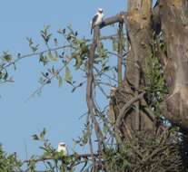 Image of Chaplin's Barbet