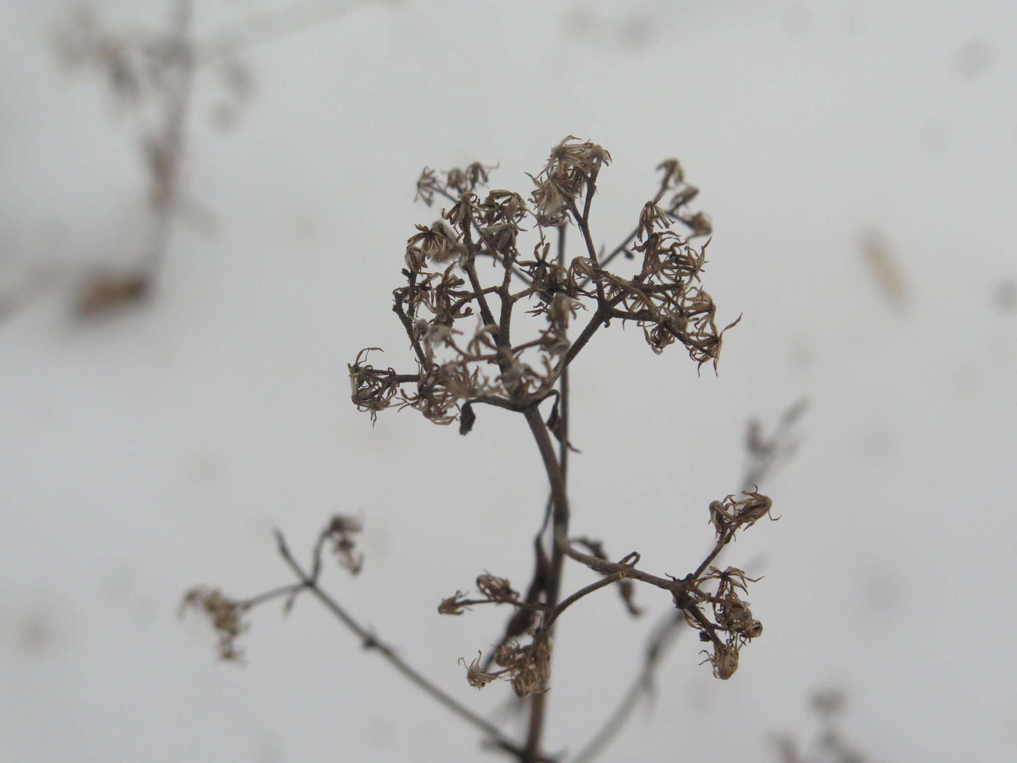 Image of lateflowering thoroughwort