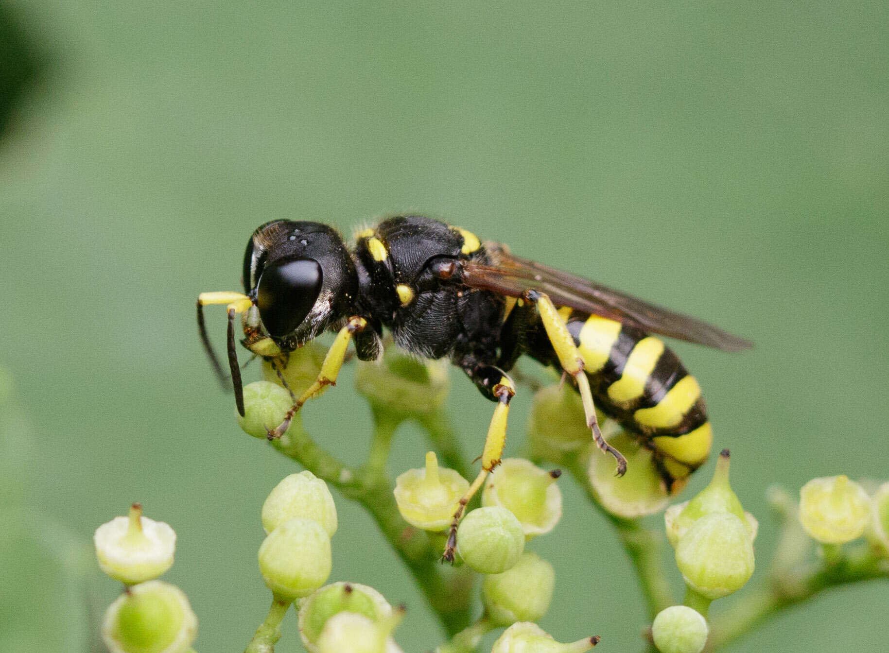 Ectemnius cephalotes (Olivier 1792)的圖片