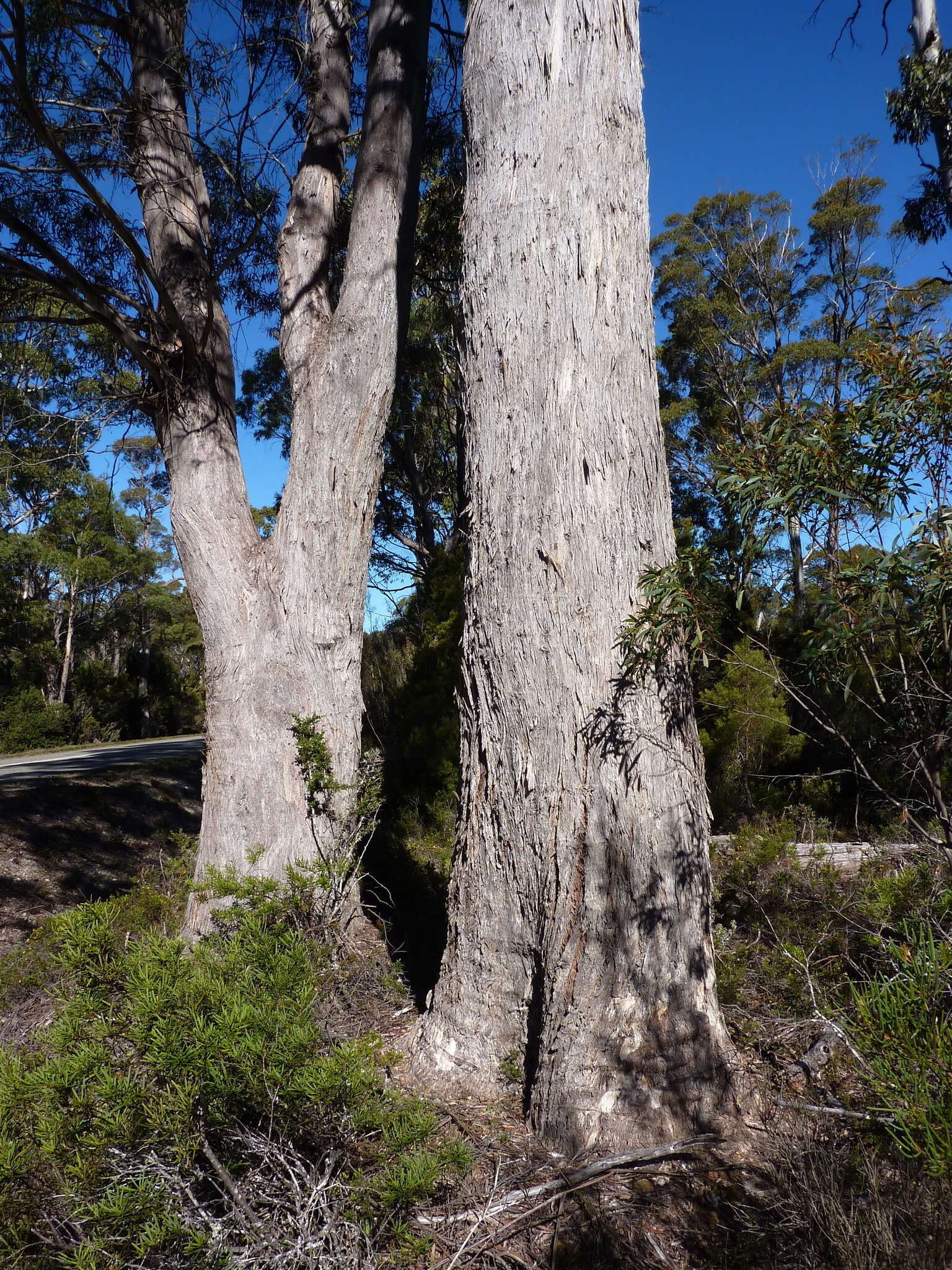 Image of Eucalyptus rodwayi R. T. Baker & H. G. Smith