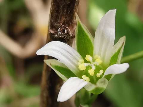 Image de Moenchia erecta subsp. octandra (Moris) Coutinho