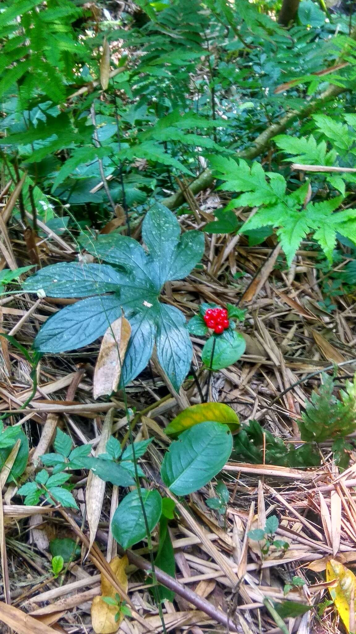 Sivun Tacca palmata Blume kuva