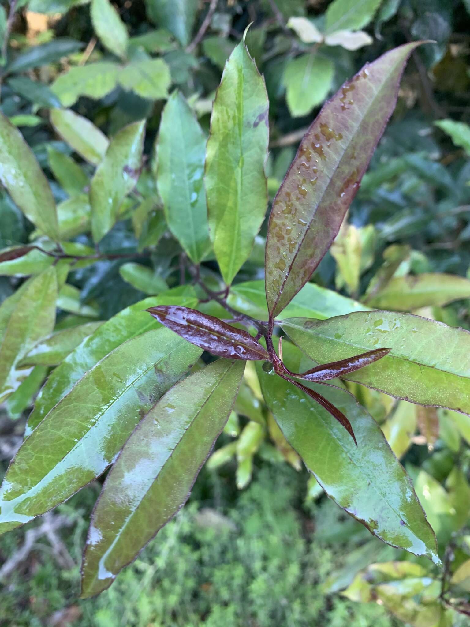 Image of Ilex mitis var. mitis