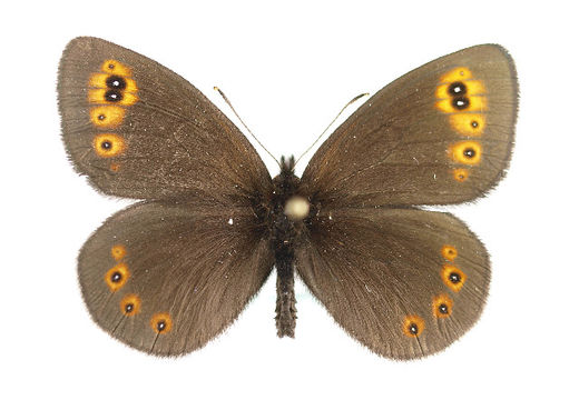 Image of <i>Erebia medusa</i> Schiffermüller 1775