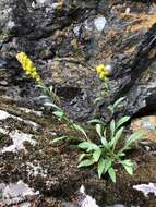 Image of Solidago simplex var. ontarioensis (Ringius) G. S. Ringius