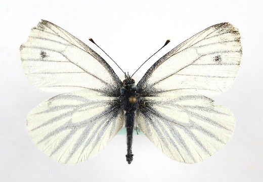 Image of <i>Pieris bryoniae</i> (Hübner (1806))