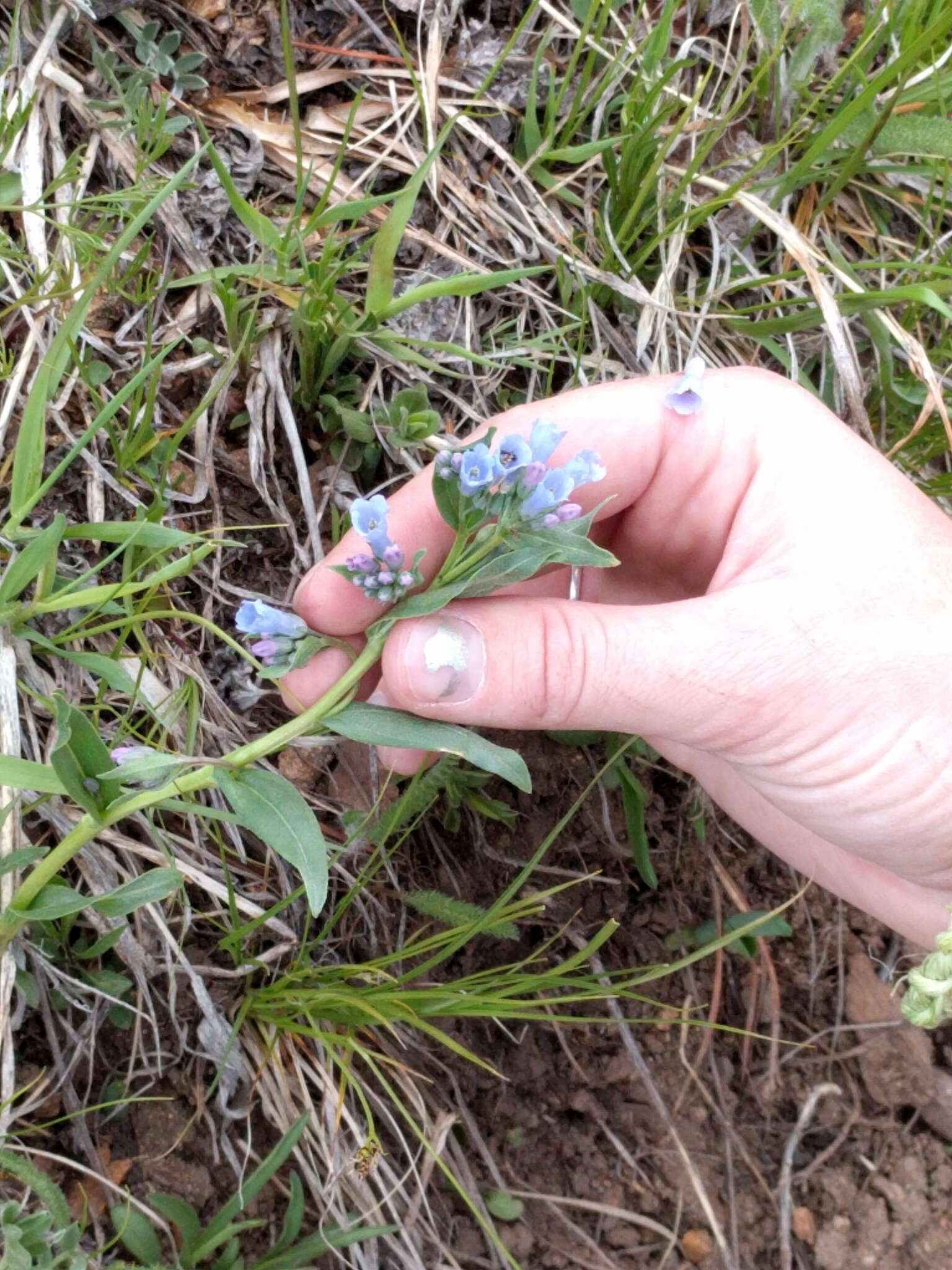 Image of prairie bluebells