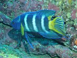 Paraplesiops resmi