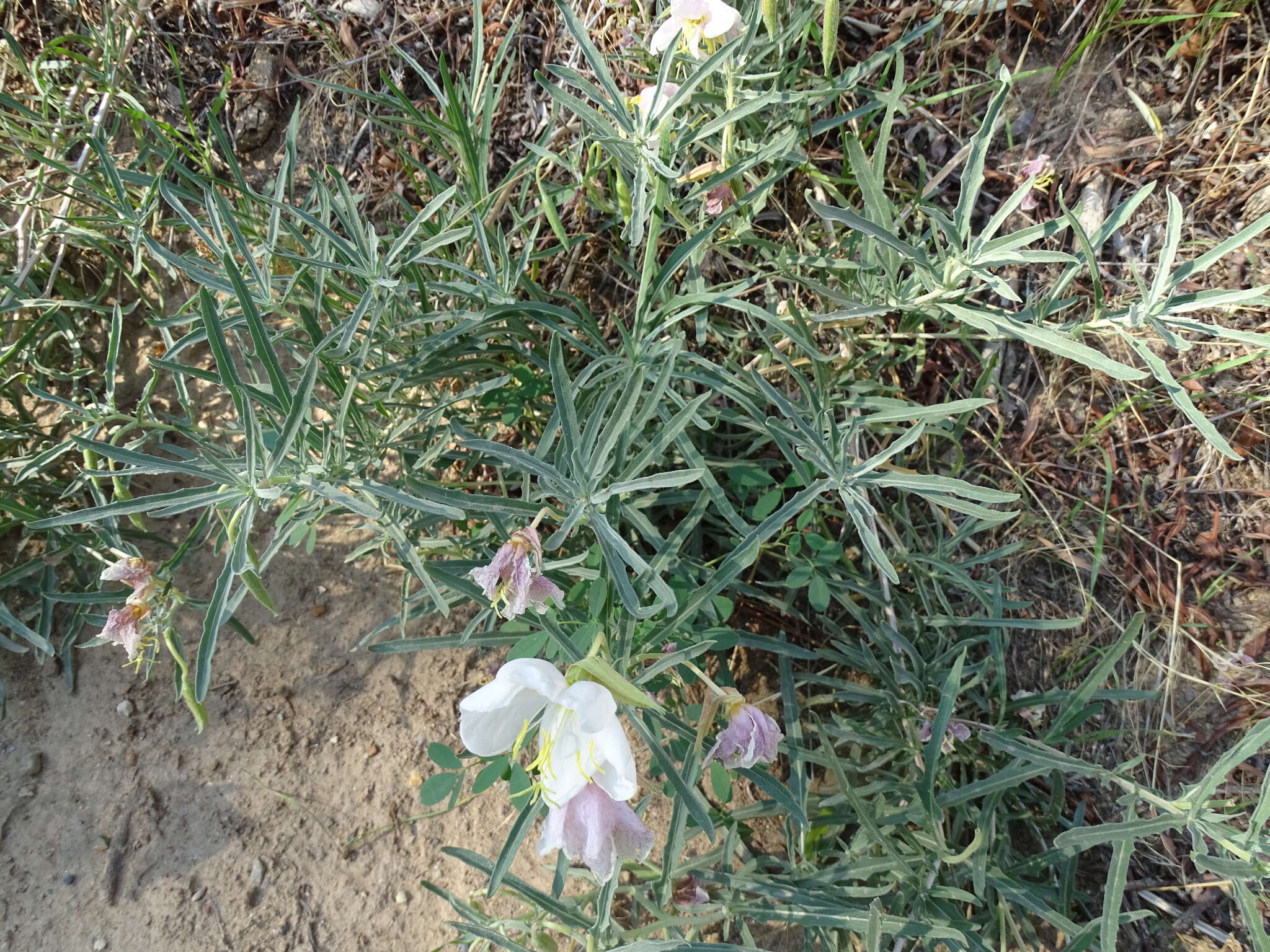 Image of pale evening primrose