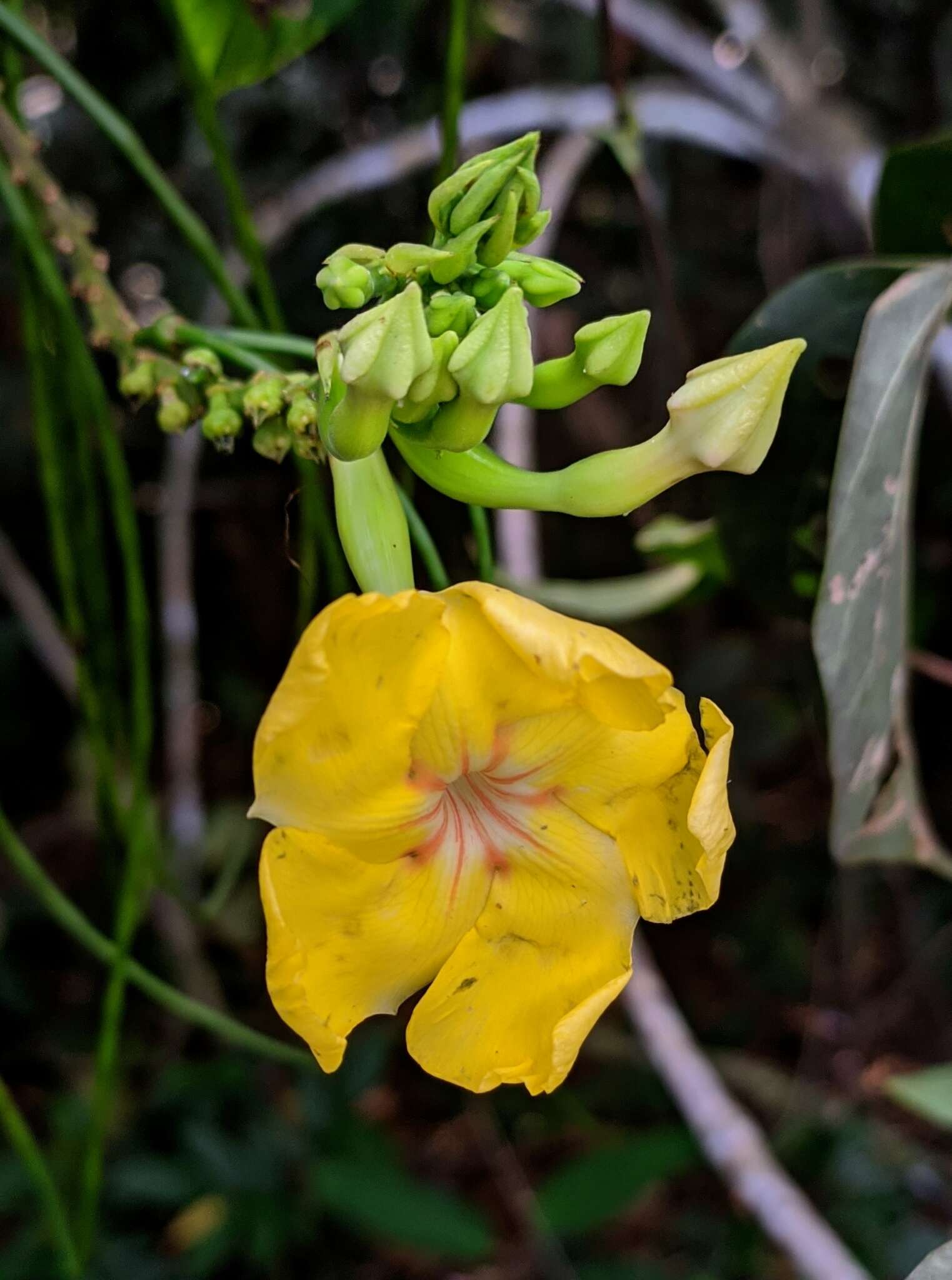 Mandevilla rugellosa (Rich.) L. Allorge-Boiteau resmi