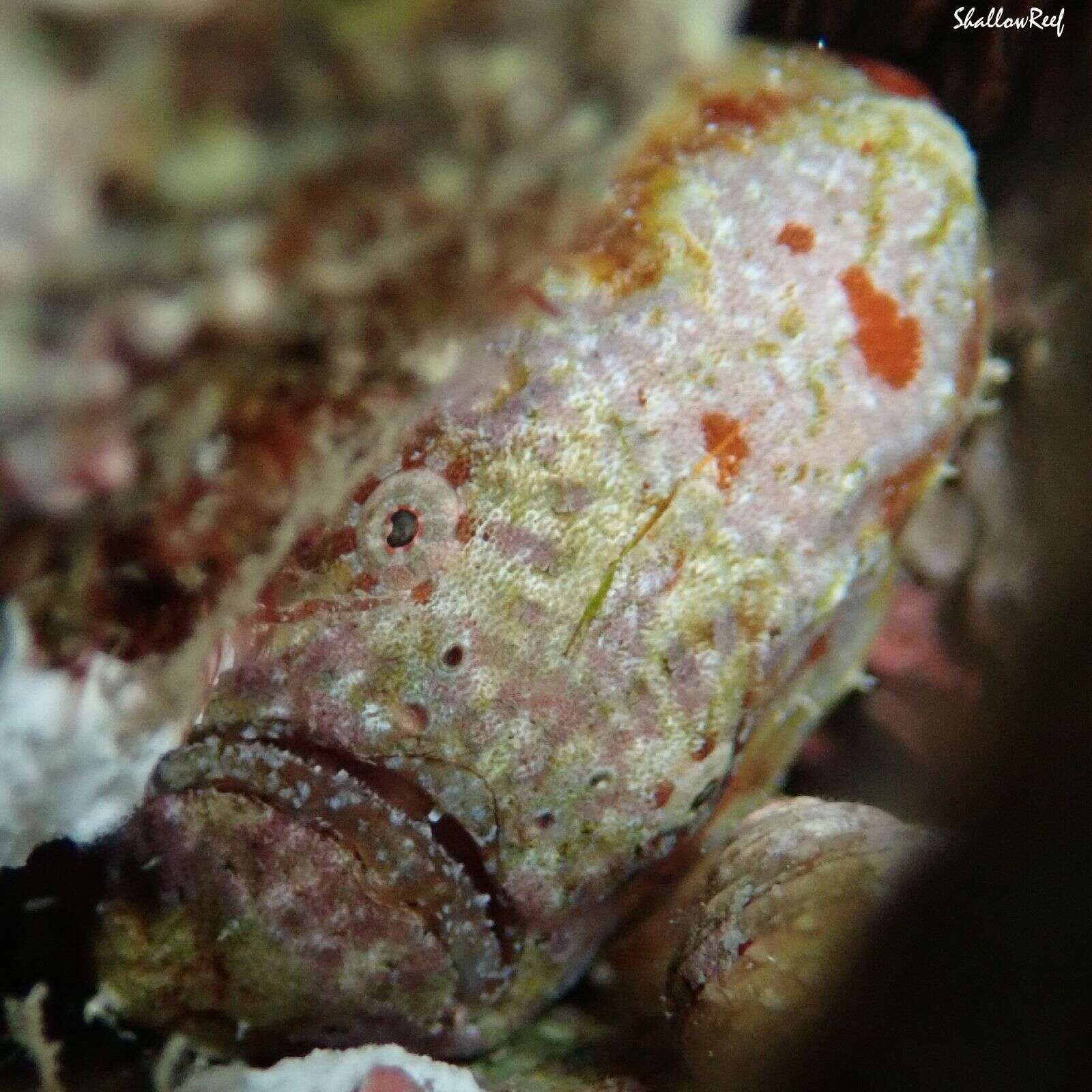 Image of Bandfin frogfish