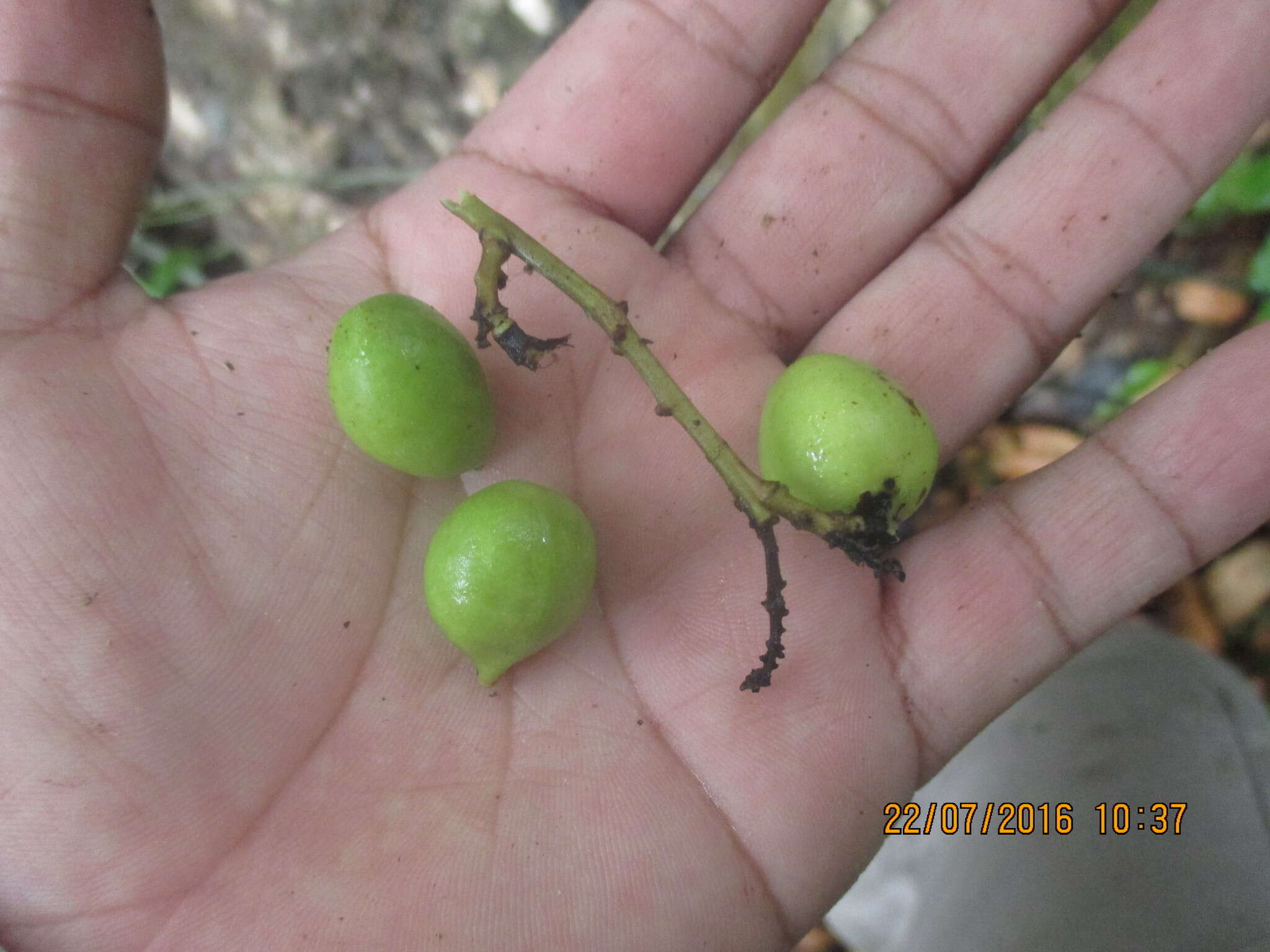 Image of cabbagebark tree