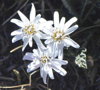 Image of Perezia carthamoides (D. Don) Hook. & Arn.