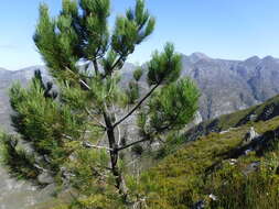 Image of Maritime Pine