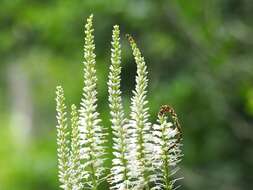 Image de Veronicastrum virginicum (L.) Farw.