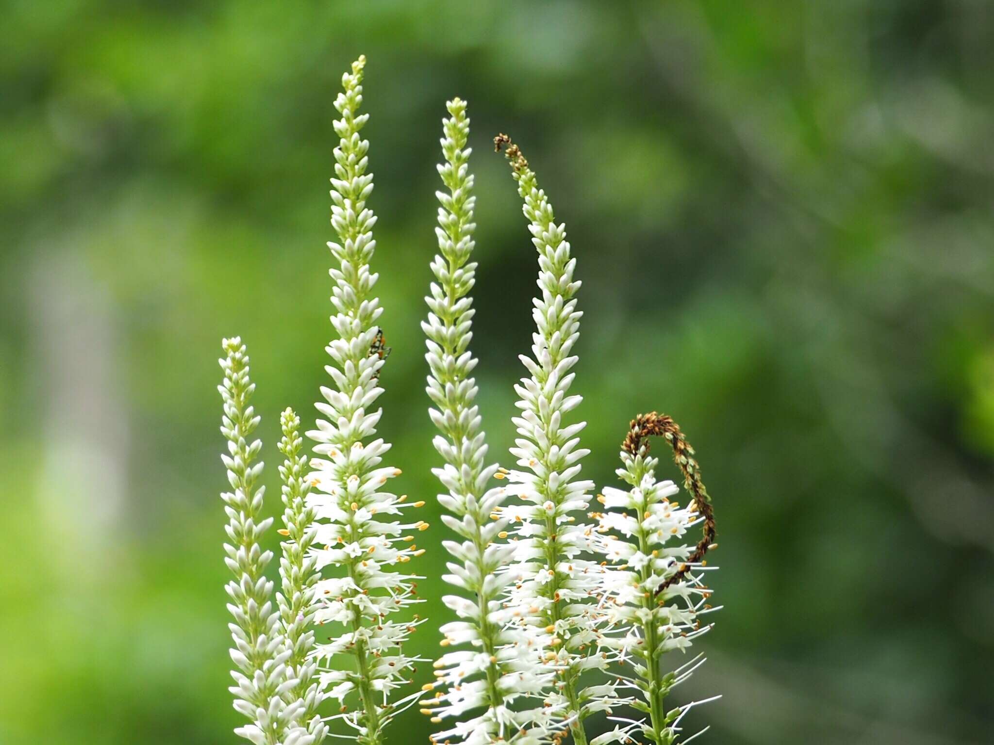 Image of Culver's root