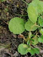 Image of Marsh Pennywort