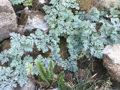 Sivun Dicentra formosa subsp. oregona (Eastw.) Munz kuva