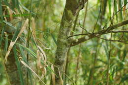 Image of Ternstroemia gymnanthera (Wight & Arn.) Sprague