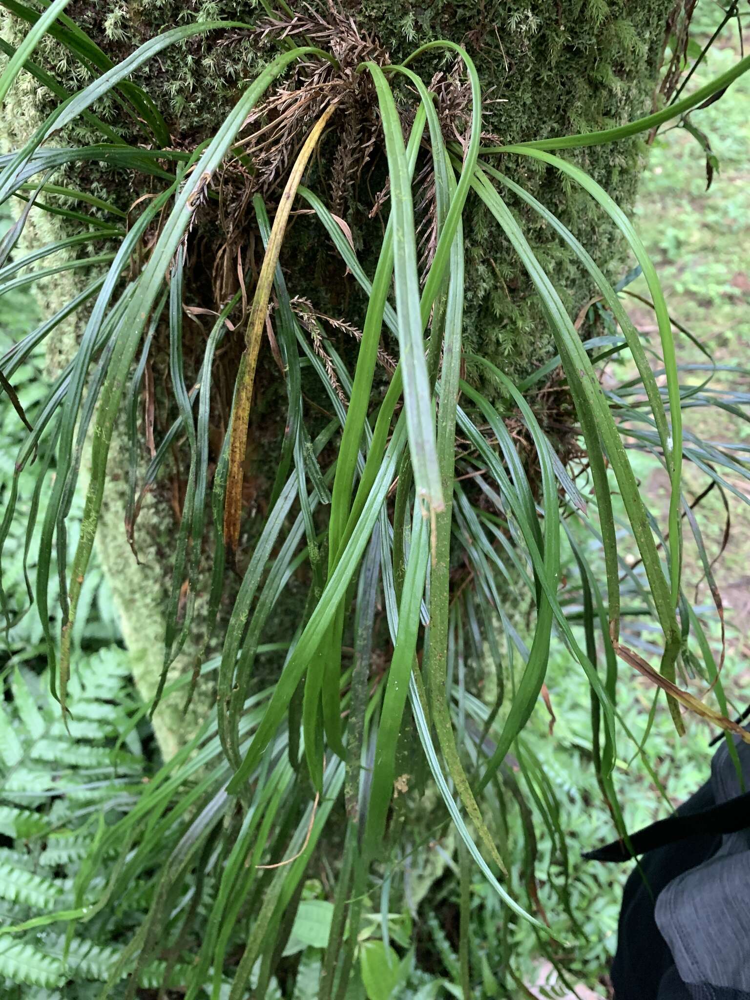 Haplopteris flexuosa (Fée) E. H. Crane的圖片