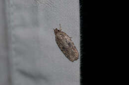 Imagem de Agonopterix pulvipennella Clemens 1864