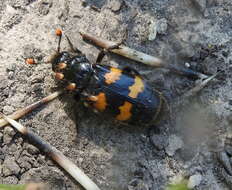 Image of Nicrophorus (Nicrophorus) interruptus (Stephens 1830)