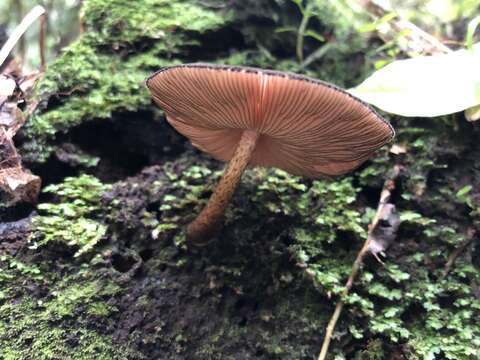 Image of Pluteus perroseus E. Horak 1983