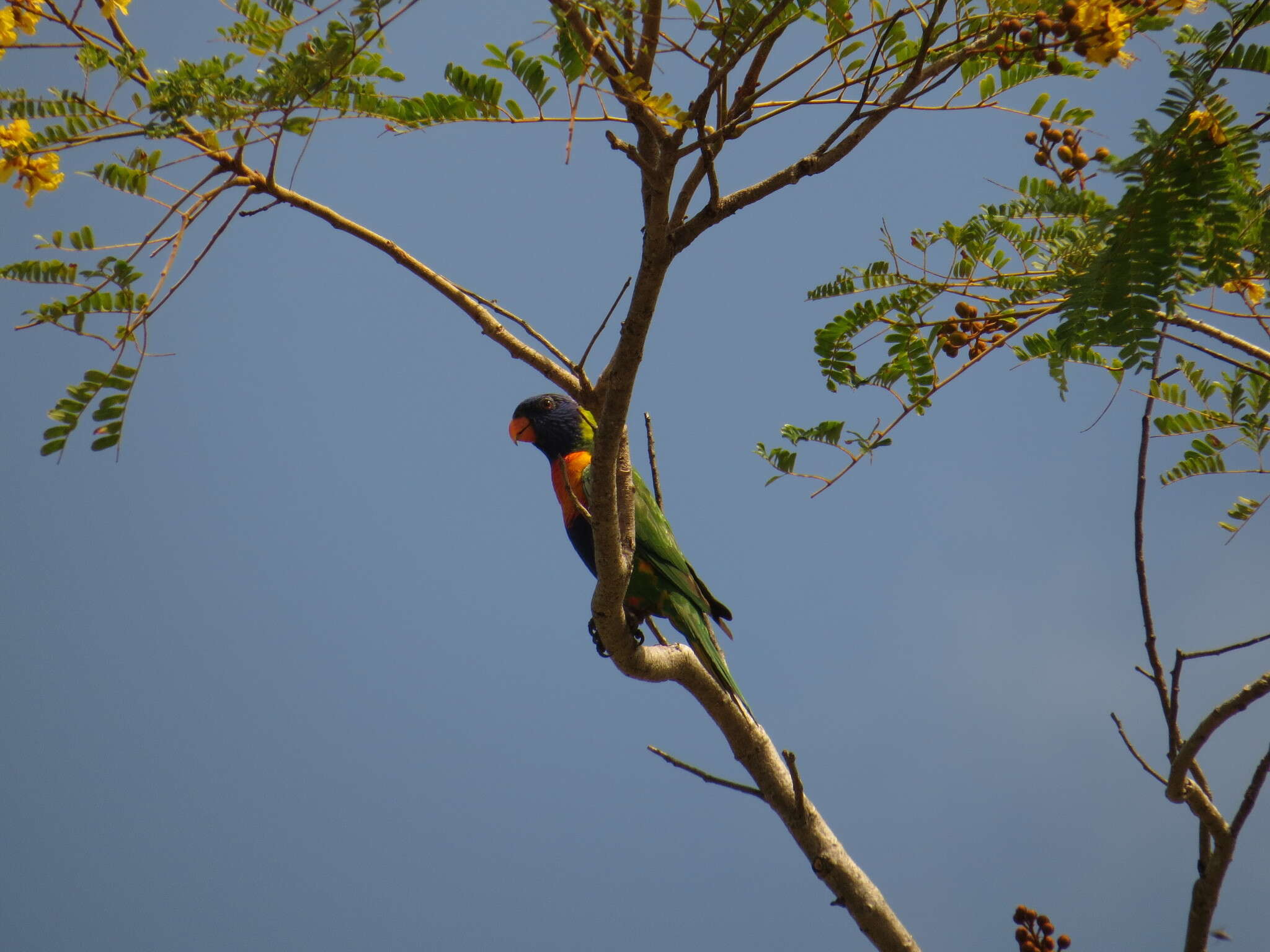 Image of Rainbow Lorikeet