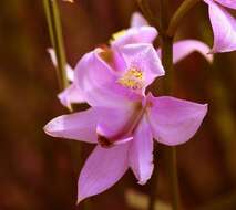 Image of Oklahoma grasspink