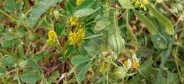 Image of snail medick