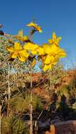 Imagem de Cochlospermum fraseri Planch.