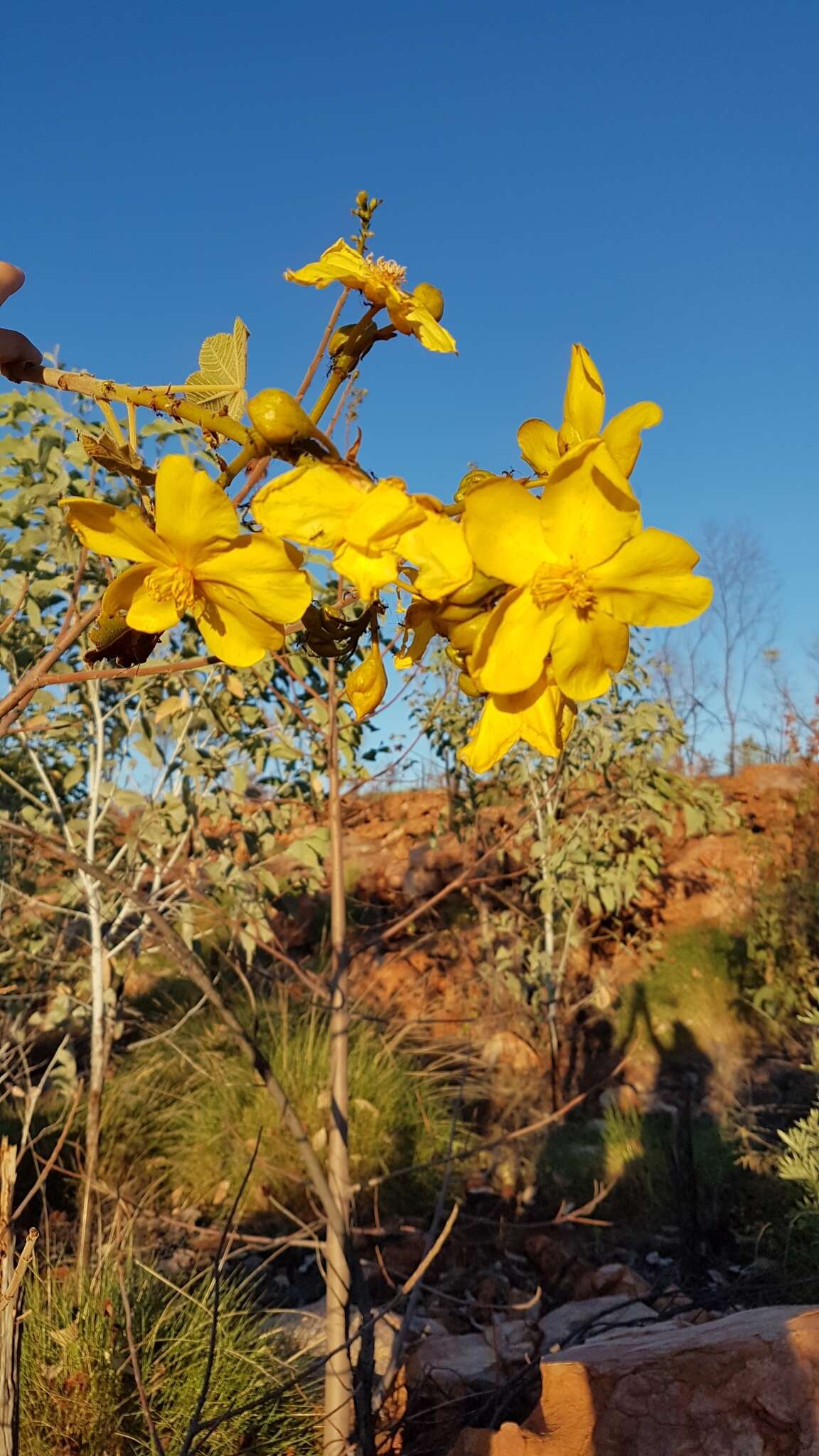 Imagem de Cochlospermum fraseri Planch.