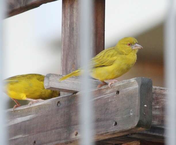 Image of African Golden Weaver