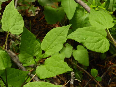 Sivun Clematis columbiana (Nutt.) Torr. & Gray kuva