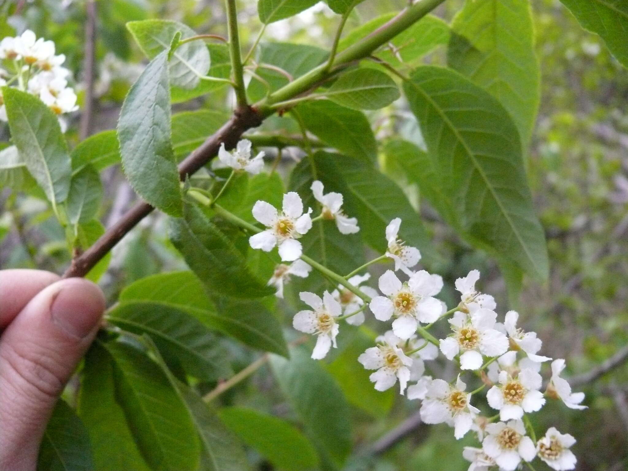 Prunus padus L. resmi