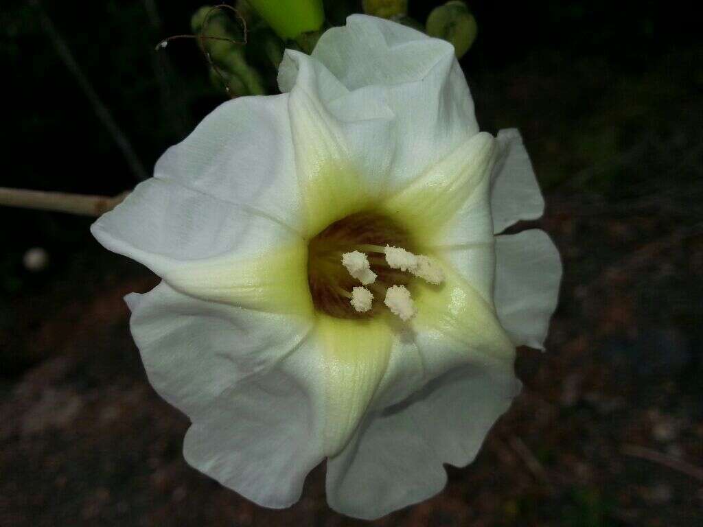 Image of Tree morning glory