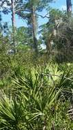 Plancia ëd Andropogon floridanus Scribn.