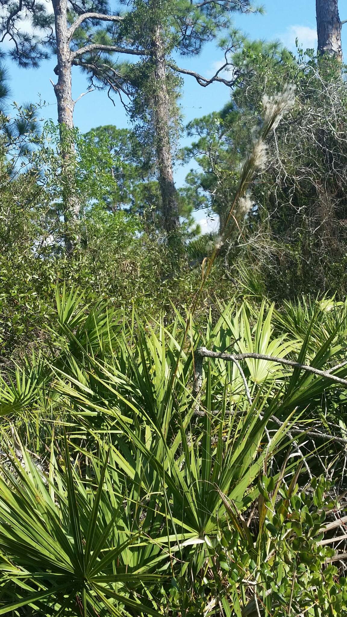 Image of Florida Bluestem