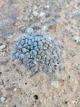 Image of Conophytum swanepoelianum Rawe